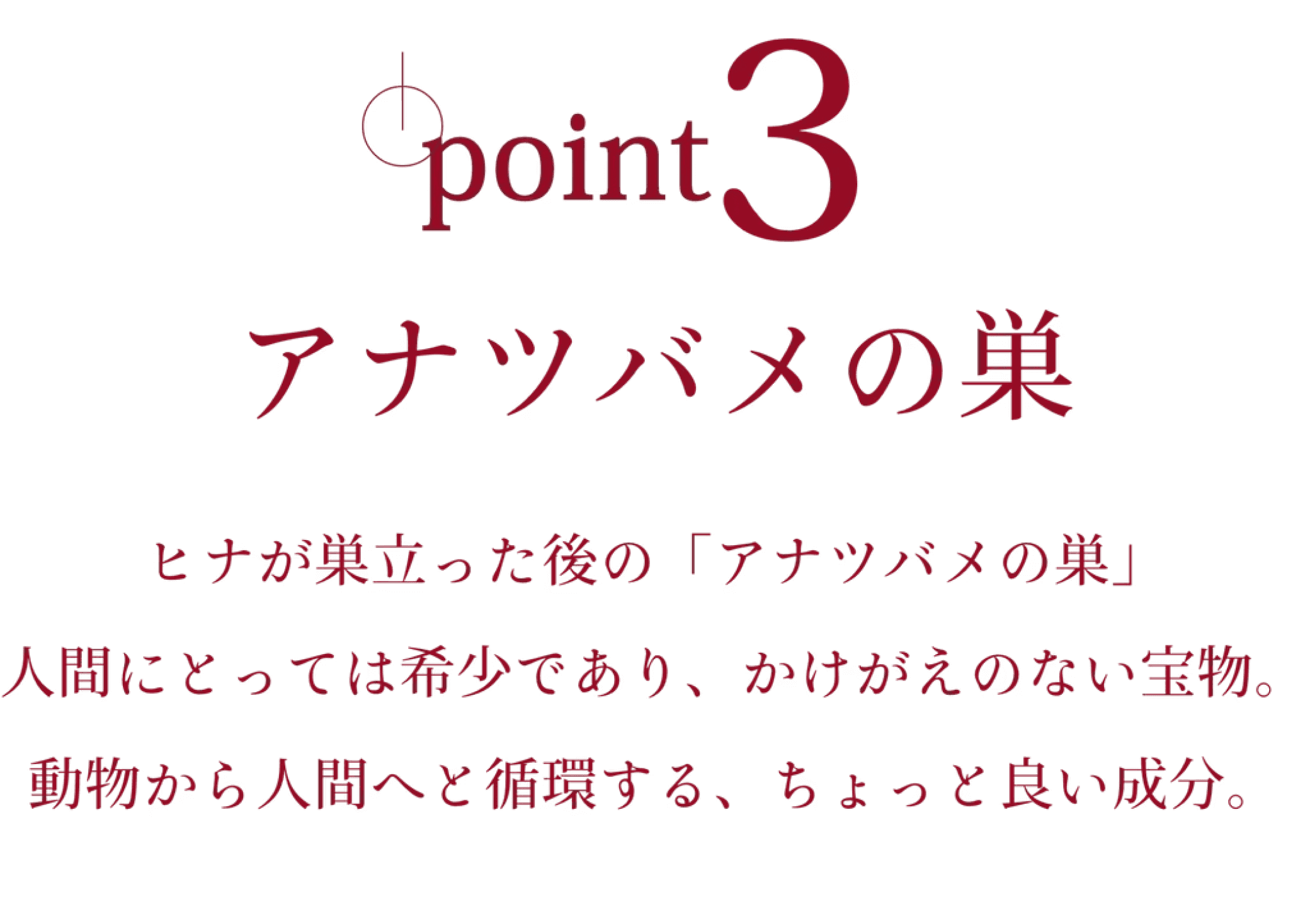 point 3 アナツバメの巣